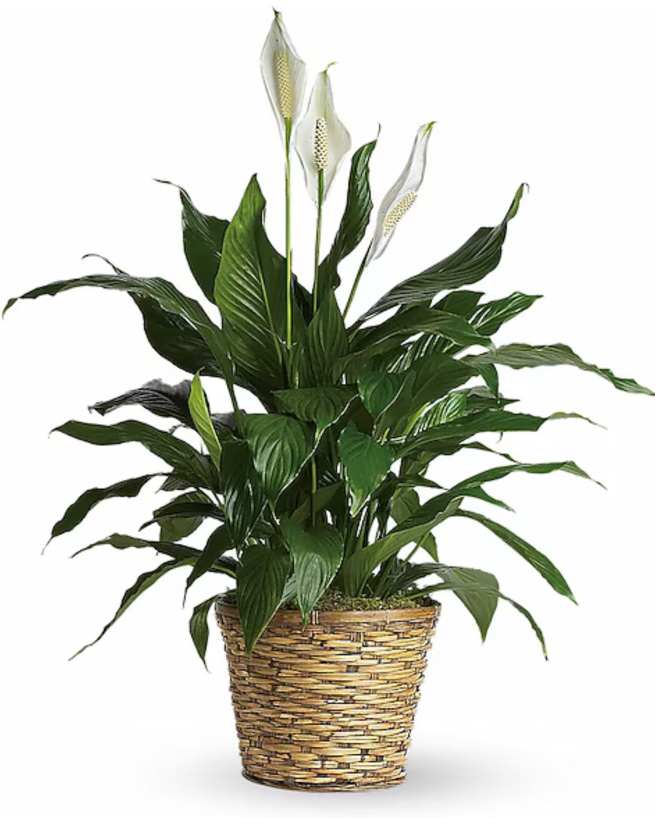 Spathiphyllum-Peace Lily- MEDIUM