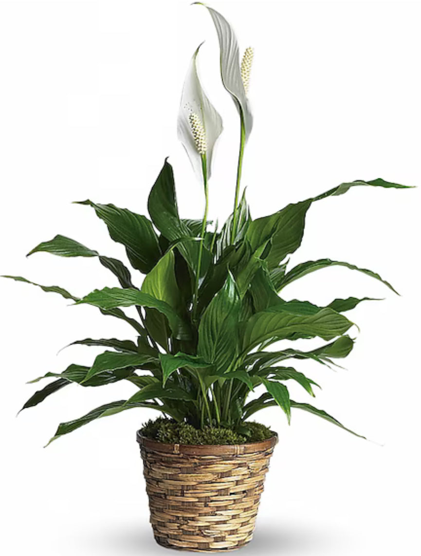 Spathiphyllum-Peace Lily-SMALL