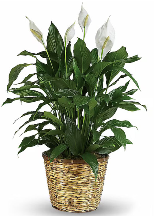 Spathiphyllum-Peace Lily- LARGE