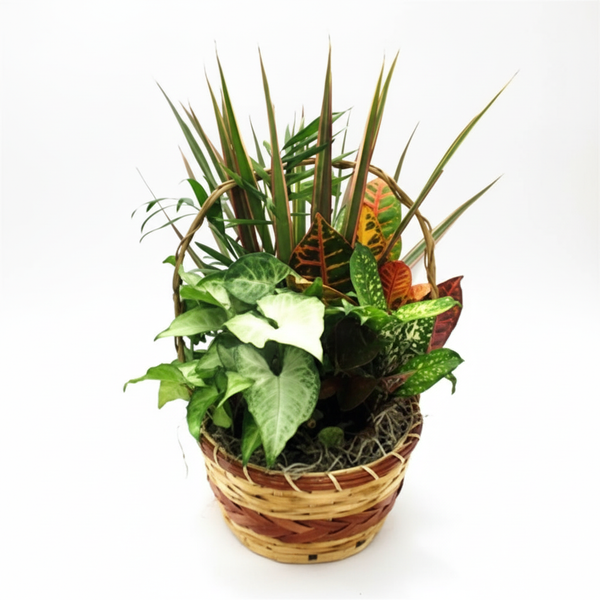 Petit Dish Garden