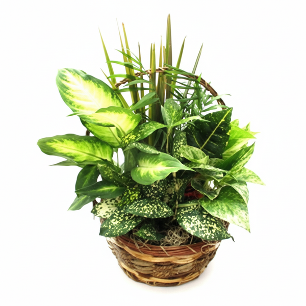 Small Dish Garden
