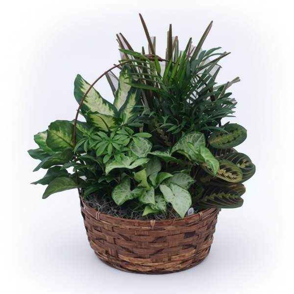 Large Dish Garden