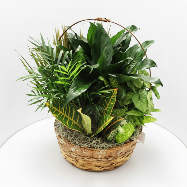 Medium Dish Garden
